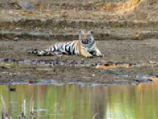 Sharpshooter returned without tearing the tiger | वाघाला जेरबंद न करताच शार्पशूटर माघारी परतले