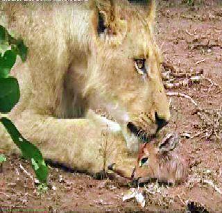 Lion has given life to the lions | सिंहाने हरणाला दिले जीवदान