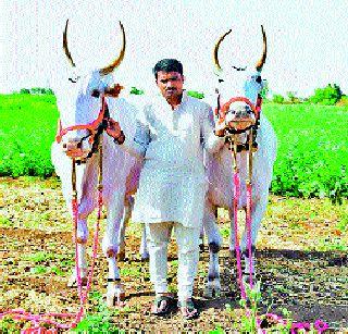 Sarja-Raja, Manik-Raja's choice for Palkhi chariot | पालखी रथासाठी सर्जा-राजा, माणिक-राजाची निवड