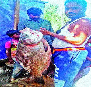 20 kg fish in the lower left canal | नीरा डावा कालव्यात २० किलोचा मासा