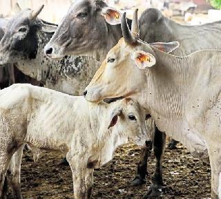 Seeking life imprisonment for cow slaughter - Rajasthan High Court | गोहत्येसाठी आजीवन कारावासाची शिक्षा हवी - राजस्थान हायकोर्ट