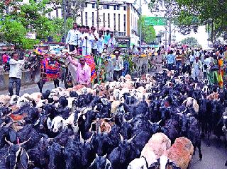 Goat-Forged Peas with Bullocks | बैलगाड्यांसह शेळ्या-मेढ्यांचा मोर्चा