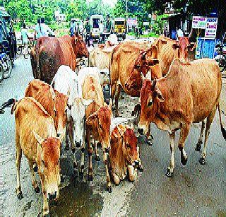 Announce cow as national animal! | गाय राष्ट्रीय प्राणी म्हणून घोषित करा!