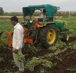 Tractor rotating on the ground floor of the farm | शेतातील भुईशेंग पिकावर फिरवला टॅक्टर