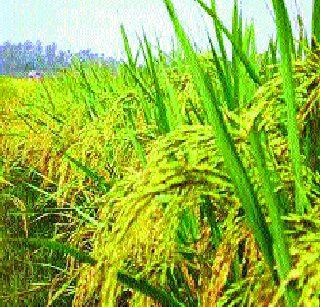 Ten thousand years of history of Chinese paddy | चिनी भातशेतीला दहा हजार वर्षांचा इतिहास