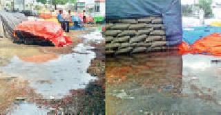 Taurus roared in Kalamb-Arni, after rain | पावसाने कळंब-आर्णी येथे तूर भिजली Taurus roared in Kalamb-Arni, after rain | पावसाने कळंब-आर्णी येथे तूर भिजली