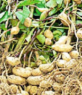 40 thousand hectares of ground floor hit | ४० हजार हेक्टरवरील भुईमूगाला बसला फटका