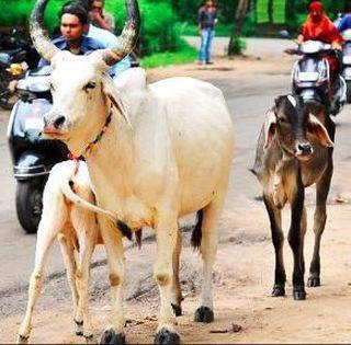 Police jeeped on the woman's hand in saving her cows | पोलिसांनी गाईला वाचवण्याच्या नादात महिलेच्या अंगावर घातली जीप