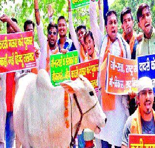 The Modi government has been more involved in cow's politics | मोदी सरकार गायींच्या राजकारणात जास्तच अडकलंय