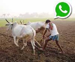 Now the basis of 'WhatSAP' in modern farming | आधुनिक शेतीला आता ‘व्हॉट्सअॅप’चा आधार Now the basis of 'WhatSAP' in modern farming | आधुनिक शेतीला आता ‘व्हॉट्सअॅप’चा आधार