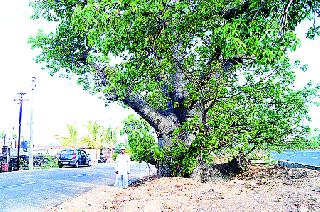 To save a tree, the government has given ten gurna ... | एक झाड वाचविण्यासाठी शासनाला दिली दहा गुंठे जागा...