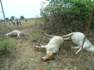 Electricity killed 9 bulls | विजेच्या धक्क्याने ९ बैल ठार Electricity killed 9 bulls | विजेच्या धक्क्याने ९ बैल ठार