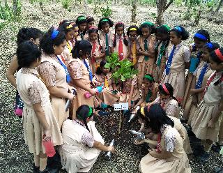 The water of the whole of the plants is covered with water: ... thousands of plants are called 'berth day' | ओंजळभर पाणी रोपट्यांच्या चरणी... : : हजारो रोपट्यांचा ‘बर्थ डे’