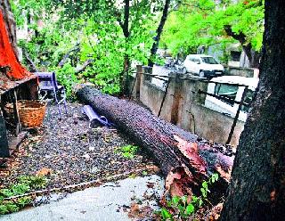 The victim of sixty plants in two years | दोन वर्षांत साठ झाडांचा बळी