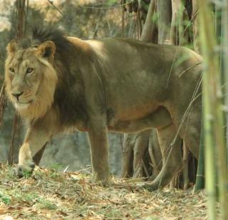 At the zoos are six positions | प्राणिसंग्रहालयात मानधनावर सहा पदे