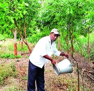 The struggle for living trees | झाडं जगविण्यासाठी धडपड