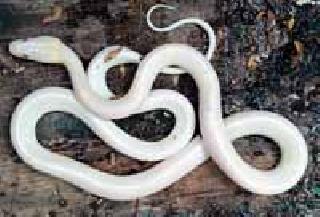 Rare white snake found in amaranth in Amravati | अमरावतीत आढळला कवड्या प्रजातीतील दुर्मिळ पांढरा साप Rare white snake found in amaranth in Amravati | अमरावतीत आढळला कवड्या प्रजातीतील दुर्मिळ पांढरा साप