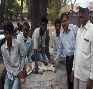 In the search of water in the desert, deer fell in well | मंगरुळ येथे पाण्याच्या शोधात हरिण विहिरीत पडले