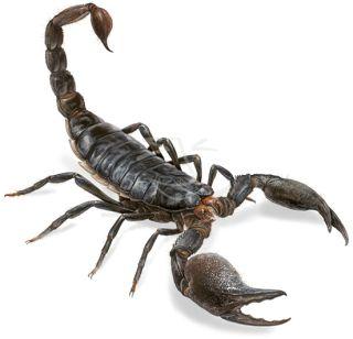 Women's train traveler scorpion bite | महिला रेल्वे प्रवाशाला विंचूचा दंश Women's train traveler scorpion bite | महिला रेल्वे प्रवाशाला विंचूचा दंश