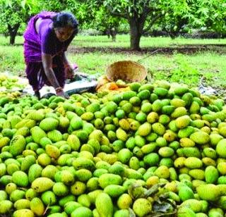 Vikramme Kokan in Konkan | कोकणात विक्रमी फळलागवड