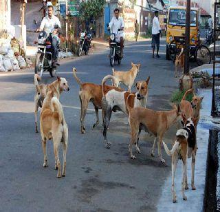 Wandering dog deaths | भटक्या कुत्र्यांच्या हल्ल्यात महिलेचा मृत्यू