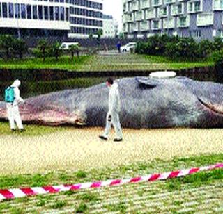 40ft fish in the park? | उद्यानात आला कोठून ४० फुटांचा मासा?