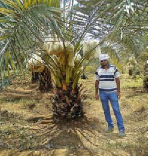 Khajura's farming in Nagpur | नागपुरात ‘खजुरा’ची शेती