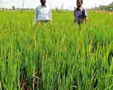 Summer paddy does not hang in the crop | उन्हाळी धान पिकाला लोंबच नाही