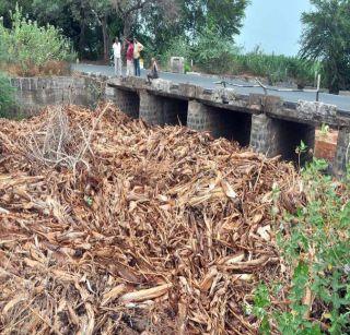 Block the stream by placing a banana banana under the bridge | पुलाखाली केळीचे वाळलेले खांब टाकल्याने प्रवाहास अडथळा