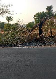 Weekend of the Environment Day auspicious trees | पर्यावरण दिनाच्या आठवड्यातच जावळीत बेसुमार वृक्षतोड