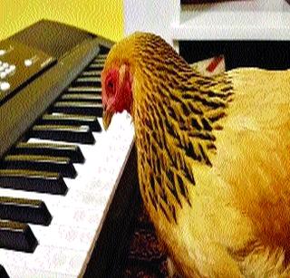 Praise the piano playing with the chickens | पियानो वाजवणाऱ्या कोंबडीने मिळवली वाहवा