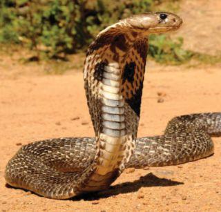 The death of a snake charmer at Borkheda | बोरखेडा येथे सर्पदंशाने तरुणीचा मृत्यू