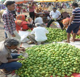 Jalgaon Pickle Caps: The rush to buy this | जळगावात लोणच्याच्या कै:या खरेदीसाठी उसळली गर्दी