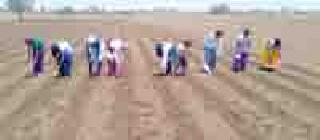 Cotton planting on 84 hectare | ८४ हेक्टरवरच कपाशीची लागवड