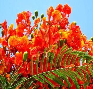 Mad gulmohar | वेडा गुलमोहर