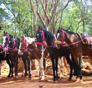 Matheran's veterinary dispensary became stuck | माथेरानचा पशुवैद्यकीय दवाखाना बनला तबेला