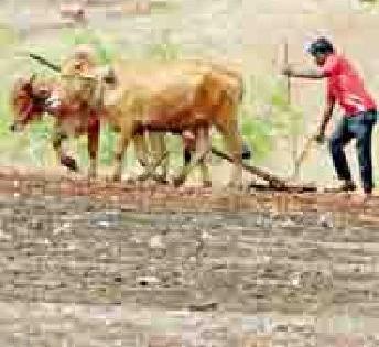 Sowing begins with the rains | मृगाच्या पावसाने पेरणी सुरू Sowing begins with the rains | मृगाच्या पावसाने पेरणी सुरू