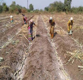 Sugarcane preference for cultivation of cotton: cultivation of sugarcane | कापसाच्या चोरीमुळे शेतक:यांची लागवडीसाठी ऊसाला पसंती