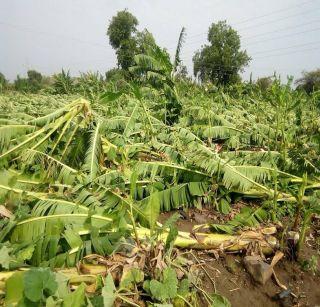 Banana loss due to windy rain | वादळी पावसामुळे केळीचे नुकसान