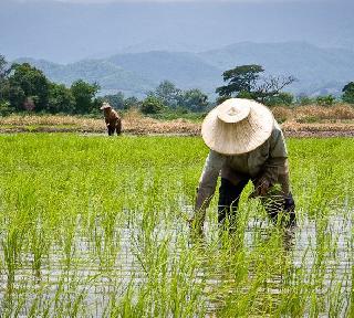 The number of debt-ridden farmers growing across the country by expecting debt waiver | कर्जमाफीच्या अपेक्षेने देशभरात वाढतेय थकबाकीदार शेतक-यांची संख्या