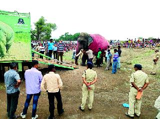 Ten hours later, Aundh's elephant left for Mathura | दहा तासांनंतर औंधच्या हत्तीचं मथुरेकडे प्रस्थान