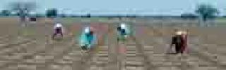 Kharipachi sowing at 4 lakh 76 thousand hectare | चार लाख ७६ हजार हेक्टरवर खरिपाची पेरणी Kharipachi sowing at 4 lakh 76 thousand hectare | चार लाख ७६ हजार हेक्टरवर खरिपाची पेरणी