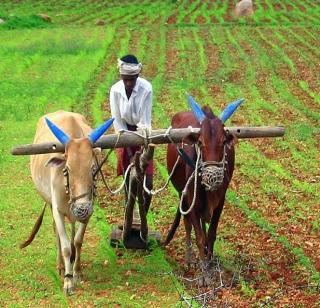 There is a long-term program for agriculture | कृषिक्षेत्रासाठी दीर्घ मुदतीचा कार्यक्रमच हवा