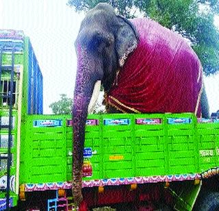 Gajraj going to Mathura! | गजराज मथुरेकडे रवाना!