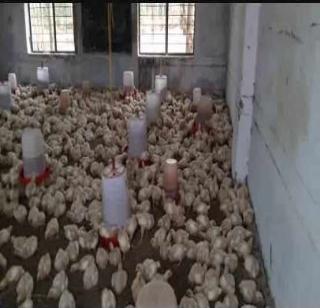 Headmasters start school in poultry | मुख्याध्यापकांनी शाळेत सुरू केलं कुक्कुटपालन