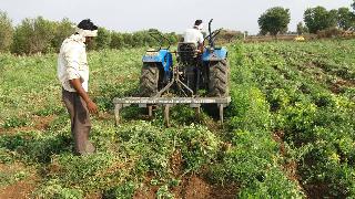 Tractor of groundnut crop rotated! | भुईमुगाच्या पिकावर फिरविला ट्रॅक्टर!