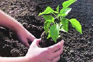 The first step of students' school by planting trees! | वृक्ष लावूनच विद्यार्थ्यांचे शाळेत पहिले पाऊल!