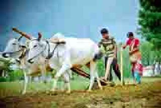 One lakh 12 thousand metric tons of fertilizer for Kharif | खरीपासाठी एक लाख १२ हजार मेट्रिक टन खत One lakh 12 thousand metric tons of fertilizer for Kharif | खरीपासाठी एक लाख १२ हजार मेट्रिक टन खत