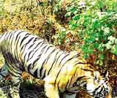 The citizens of two tigers have even more dreaded | दोन वाघांच्या वास्तव्याने नागरिक आणखी धास्तावले