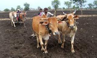 Sowing over four percent area of Akola district! | अकोला जिल्ह्यातील चार टक्के क्षेत्रावर पेरणी! Sowing over four percent area of Akola district! | अकोला जिल्ह्यातील चार टक्के क्षेत्रावर पेरणी!